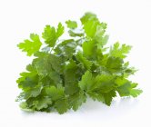 Bunch of fresh parsley — Stock Photo