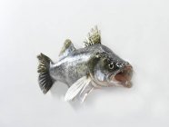 Fresh raw zander fish — Stock Photo