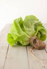 Fresh Boston Lettuce with Roots — Stock Photo