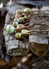 Cebolas frescas em uma pilha de madeira ao ar livre — Fotografia de Stock