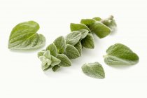 Leaves of fresh oregano — Stock Photo
