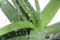 Aloe vera avec gouttelettes d'eau — Photo de stock