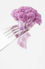 Pink cauliflower floret on fork — Stock Photo