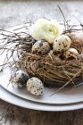 Closeup view of quail eggs in a nest with a flower — Stock Photo