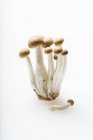 Funghi di Buna Shimeji su un Bianco — Foto stock