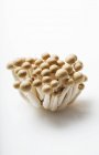 Champignons Buna Shimeji sur un blanc — Photo de stock