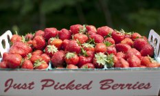 Frisch gepflückte Erdbeeren — Stockfoto