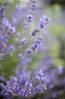 Daytime closeup view of blooming Lavender branches outdoors — Stock Photo