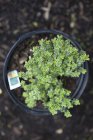 Top view of potted plant of lemon thyme with tag — Stock Photo