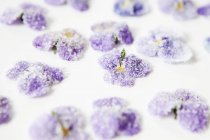 Vista close-up de violetas cristalizadas na superfície branca — Fotografia de Stock