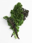 Fresh Leaves of kale — Stock Photo