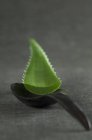 Aloe Vera Blatt auf einem Kochlöffel — Stockfoto