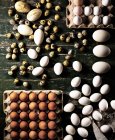 Vista dall'alto di uova assortite su una tavola di legno — Foto stock