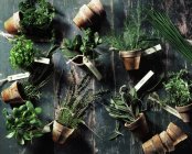 Assorted culinary herbs in overturned terracotta pots — Stock Photo