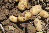 Batatas recém-colhidas no solo ao ar livre durante o dia — Fotografia de Stock