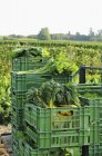Freshly harvested vegetables in plastic crates by a field of vegetables — Stock Photo