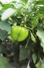 Pepper growing on plant — Stock Photo