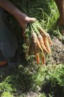 Homme récolte des carottes — Photo de stock