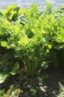 Celery growing in field — Stock Photo