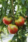 Beefsteak tomatoes outdoors — Stock Photo