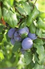 Prunes mûres sur branche — Photo de stock