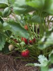 Erdbeeren wachsen auf Pflanze — Stockfoto