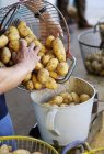 Mains pesant les pommes de terre fraîches — Photo de stock