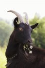 Daytime front view of a black goat eating flowers — Stock Photo