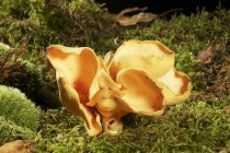 Вид крупным планом на грибы из ушей зайца в мху — стоковое фото