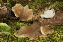 Vista de cerca del hongo diente de gelatina en la madera y el musgo - foto de stock