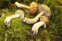 Visão de close-up de um bolete de vidoeiro apanha cogumelos no musgo verde — Fotografia de Stock