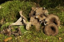 Чорний Лисичка гриби — стокове фото