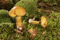Vista ravvicinata di funghi di mucca di Jersey sul muschio — Foto stock