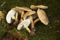 Honey fungus on grass — Stock Photo