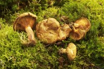 Vista close-up de marrom cogumelos Roll-rim no musgo verde — Fotografia de Stock