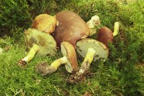 Крупним планом видом бухти сатанинський грибів на Зелений лишайника — стокове фото