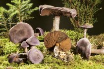 Closeup view of violet webcap mushrooms on moss — Stock Photo