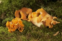 Nahaufnahme von Orangenschalen-Pilz auf grünem Moos — Stockfoto