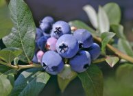Blueberries on bush, close-up — Stock Photo