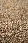 Closeup view of lots of dry lentils — Stock Photo