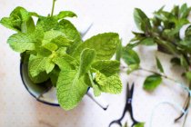 Different varieties of fresh mint — Stock Photo