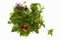 Ingrédients pour salade d'herbes sauvages sur fond blanc — Photo de stock