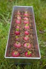 Gâteau au radis dans l'étain — Photo de stock