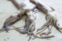 Calamares frescos crudos - foto de stock