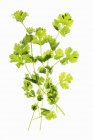 Ramitas de cilantro fresco - foto de stock