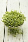 Fresh watercress in bowl — Stock Photo
