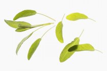 Varias hojas de salvia fresca - foto de stock