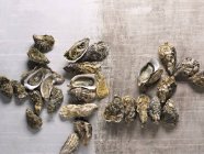 Tipos de ostras frescas surtidos - foto de stock