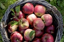 Pommes rouges fraîches — Photo de stock