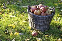Frisch gepflückte Boskoop-Äpfel — Stockfoto